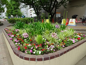 FCFが南キャンパスの花壇に花を植えました