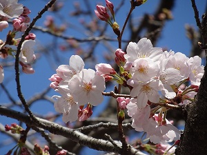 令和元年度学部卒業生・大学院修了生に学位記が授与されました