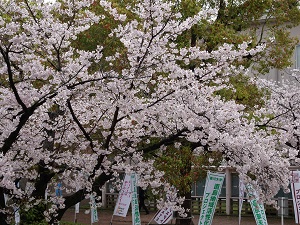 入学式