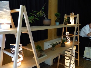 bonsai